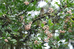 Glycosmis pentaphylla